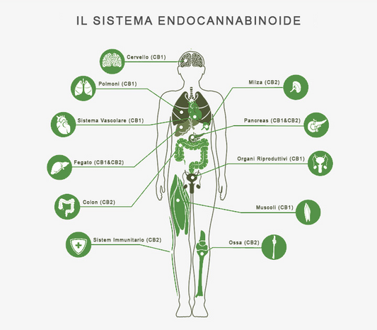 CBD e il Sistema Endocannabinoide: Come il Cannabidiolo Interagisce con il Nostro Corpo
