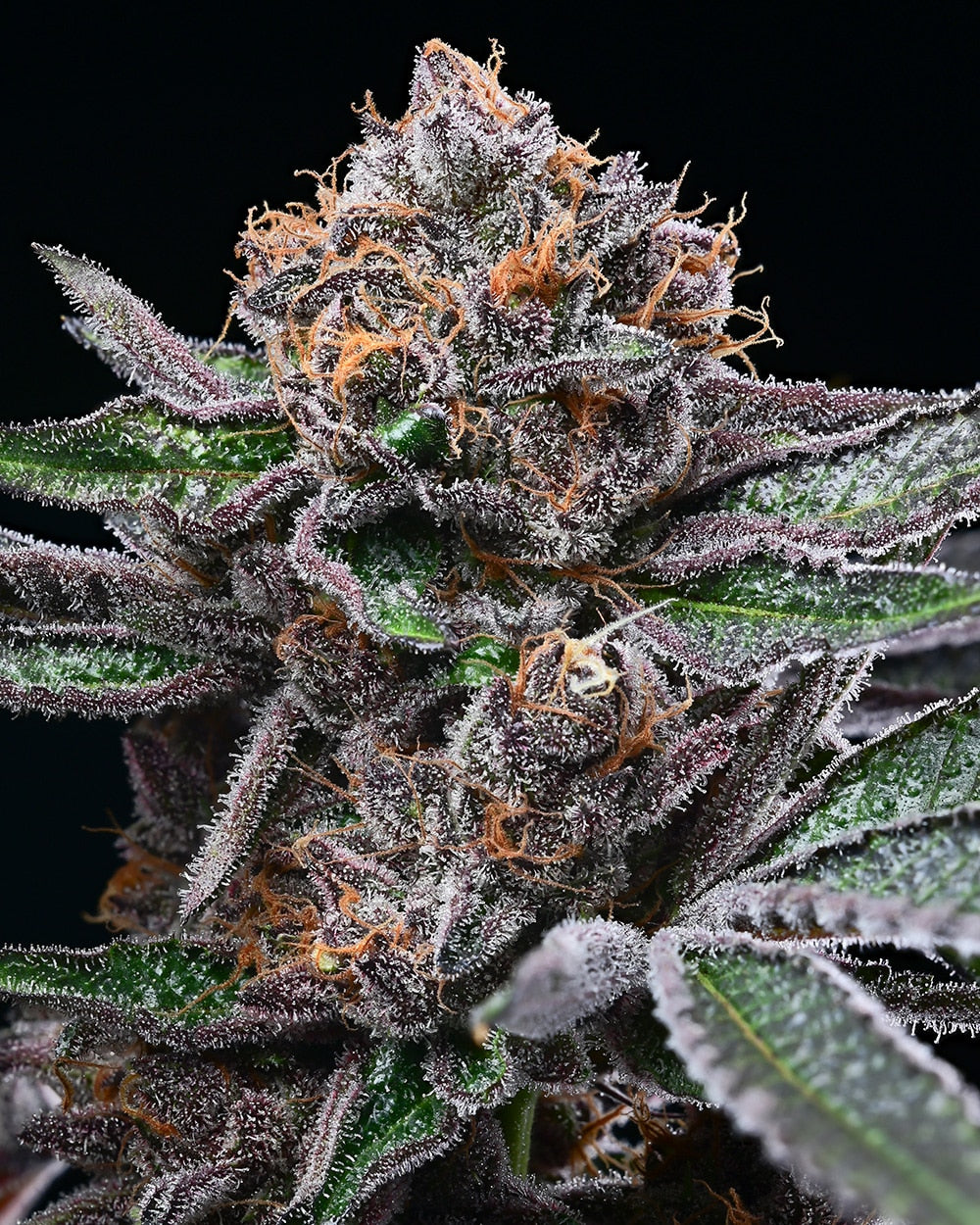 CANDY CANDY 3 SEMI BY COOKIES