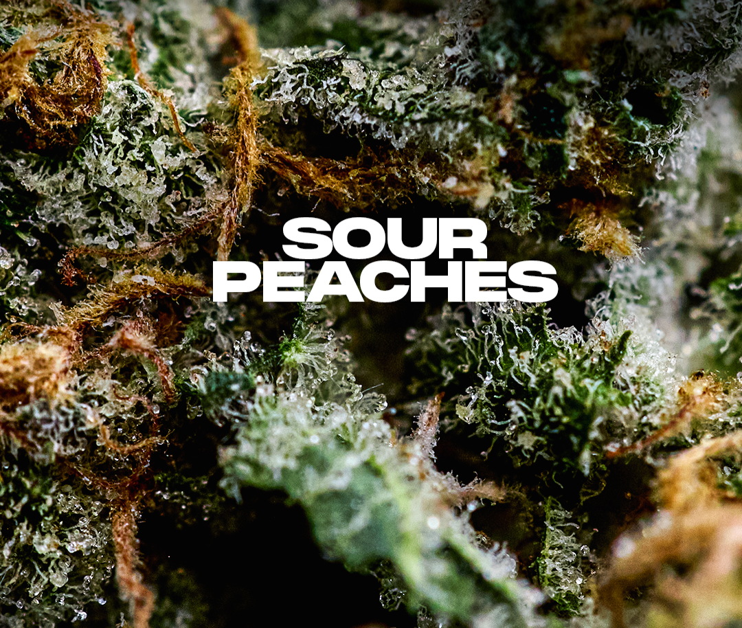 SOUR PEACHES PURPLE CITY GENETICS 3 SEMI