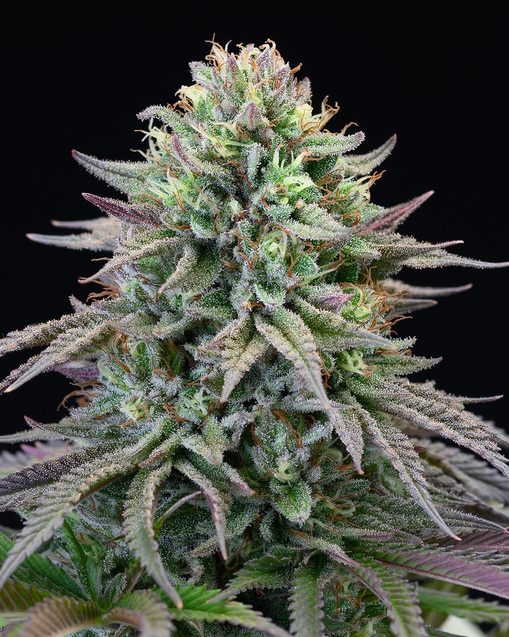 CHERRY COOKS 3 SEMI BY COOKIES