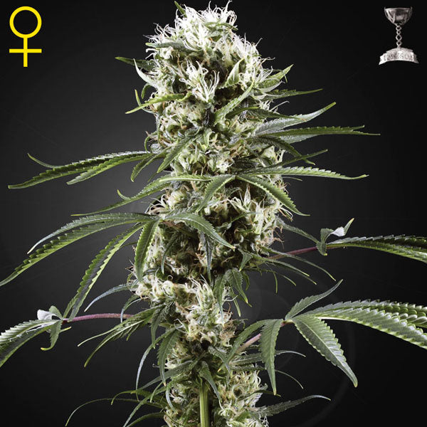 Green House - Super Lemon Haze 3 semi