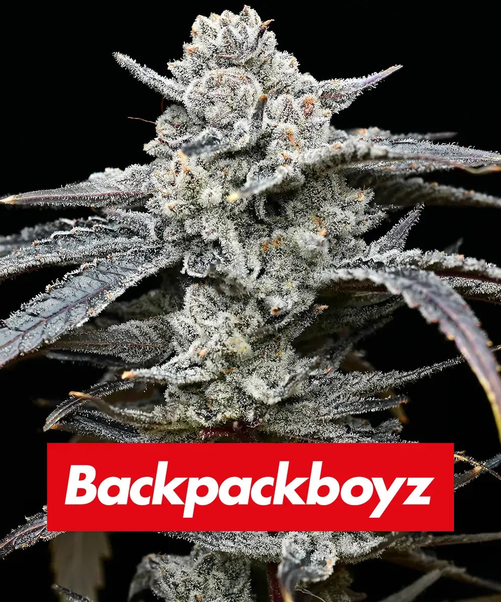 LEMON CHERRY GELATO 3 semi