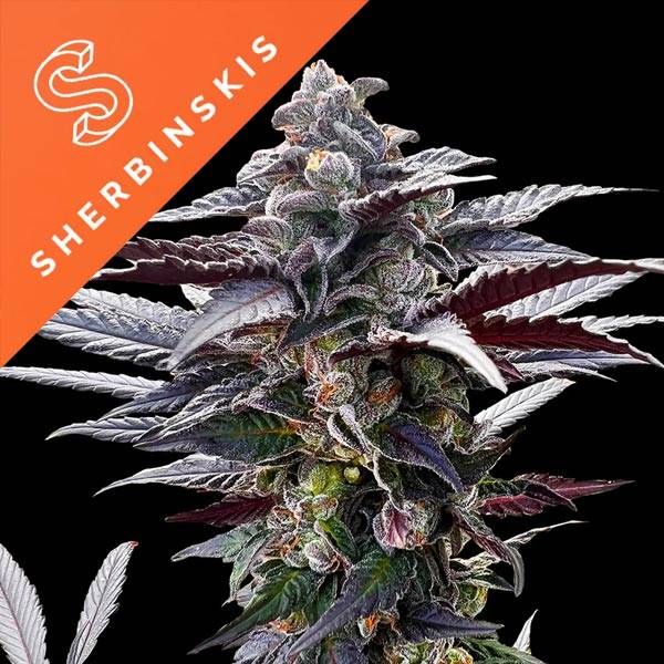 Silent Seeds - Pink Sunset par Sherbinskis