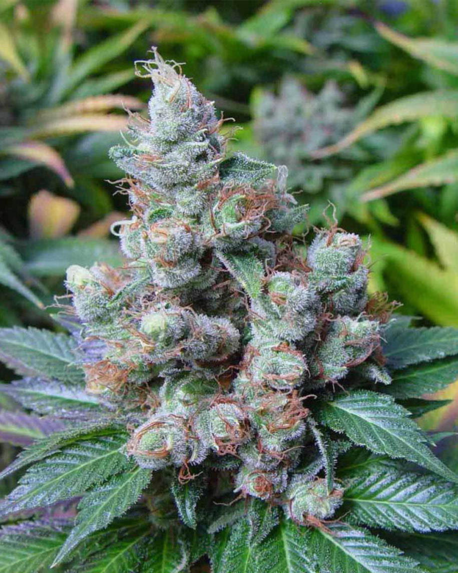 NEW YORK CITY DIESEL 5 GRAINES