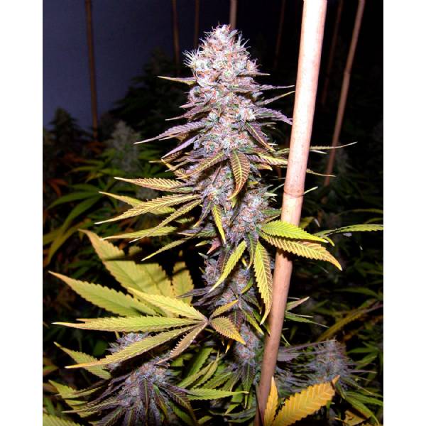 Soma Seeds - Lavender 3 semi