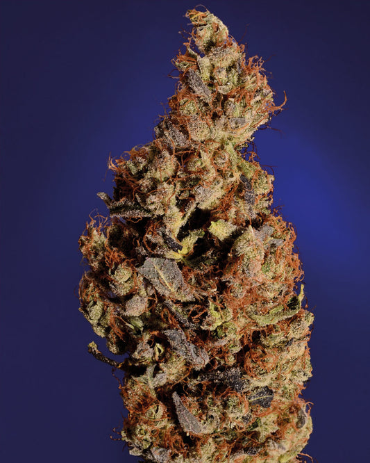 SOMARI SEEDS 5 SEMI
