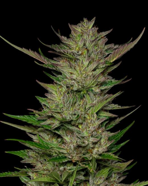 DON CARLOS FÉMININ 5 GRAINES