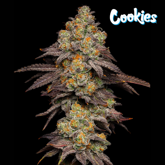 BIG Z 3 SEMI BY COOKIES