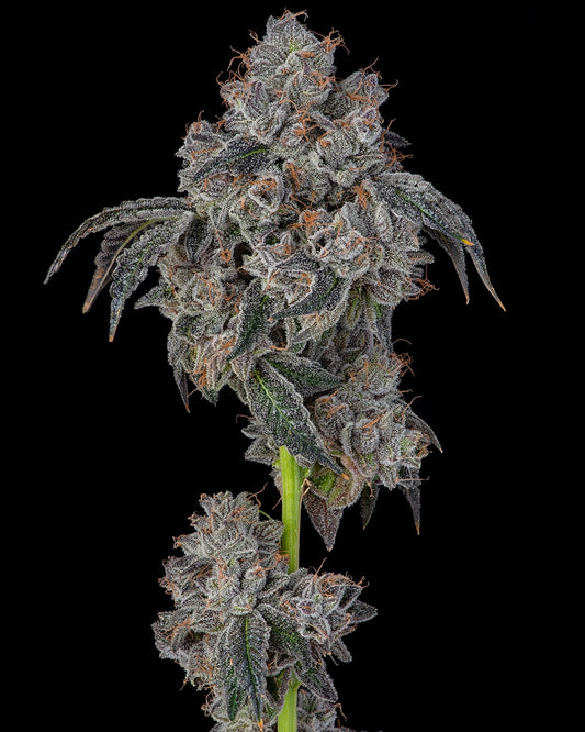 BLUEBERRY CHERRIES 3 SEMI BY COOKIES