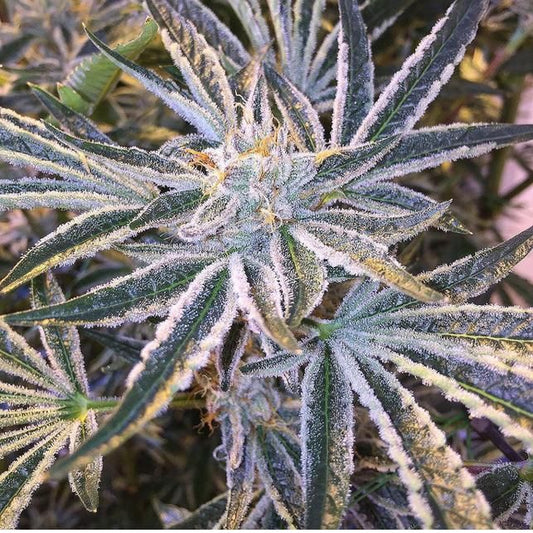 ARBRE FRUITIER 6 GRAINES