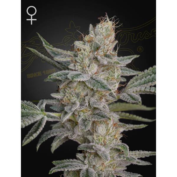 Super Lemon Haze x RS11 3 semi