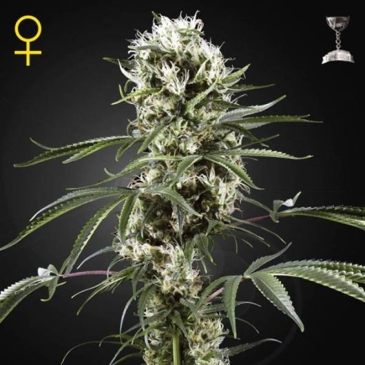 SUPER LEMON HAZE GREENHOUSESEEDS  3 SEMI