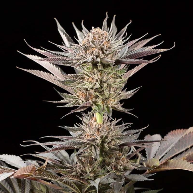 LEMON TREE 2.0 PAR LEMON TREE 3 GRAINES