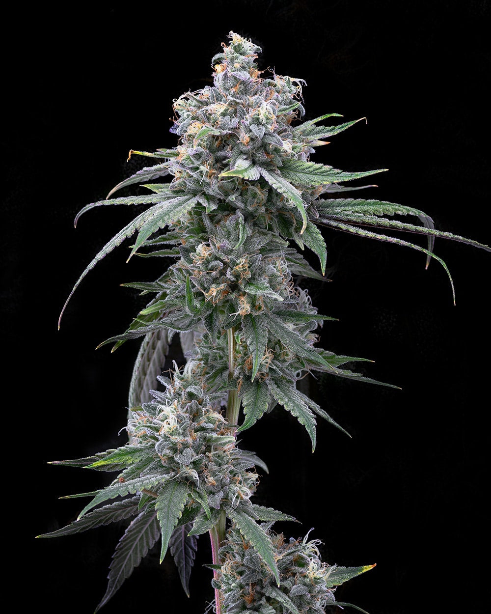 PIE PISS 3 GRAINES PAR COOKIES