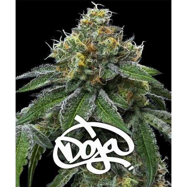 BANANE OG X RS 11 5 graines