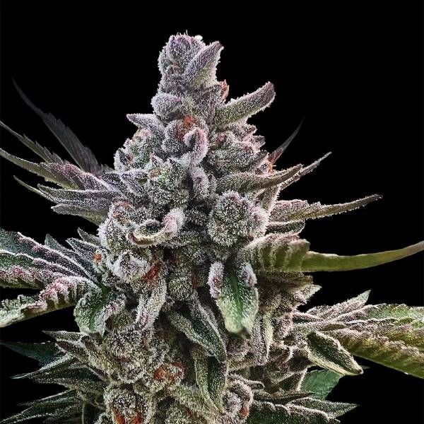 Silent Seeds - Acai Jelly by Sherbinskis - 3 fem
