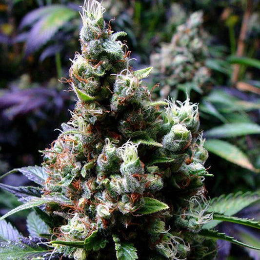Soma Seeds - New York City Diesel 5 semi
