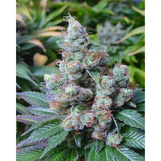 Soma Seeds - Somari 5 semi