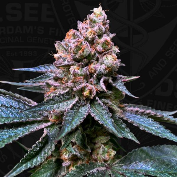 BLACK APPLE HITCHCOCK TH SEEDS 2 SEEDS 